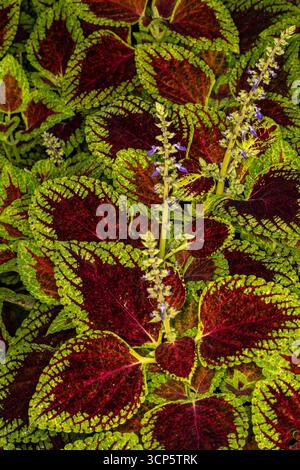 Superbes motifs naturels de Coleus Scutellaroides 'Red Dwarf'. Gros plan sur le portrait de plante à fleurs. coloré, textures, équilibre, espace négatif, audacieux Banque D'Images