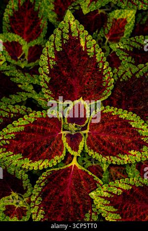 Superbes motifs naturels de Coleus Scutellaroides 'Red Dwarf'. Gros plan sur le portrait de plante à fleurs. coloré, textures, équilibre, espace négatif, audacieux Banque D'Images
