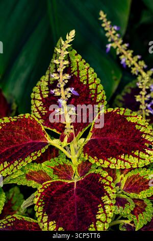 Superbes motifs naturels de Coleus Scutellaroides 'Red Dwarf'. Gros plan sur le portrait de plante à fleurs. coloré, textures, équilibre, espace négatif, audacieux Banque D'Images