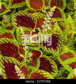Superbes motifs naturels de Coleus Scutellaroides 'Red Dwarf'. Gros plan sur le portrait de plante à fleurs. coloré, textures, équilibre, espace négatif, audacieux Banque D'Images