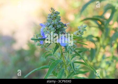 Cottage jardin. Salvia azurea pousse dans les prairies par jour ensoleillé. Fleur bleu clair en fleurs. Sauge cultivée pour la production d'huile. Banque D'Images