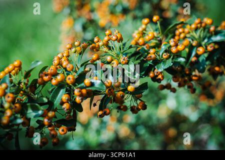 Gros plan de baies orange vif poussant sur un buisson vert, symbolisant l'automne, la récolte et la beauté naturelle avec un fond flou. Banque D'Images