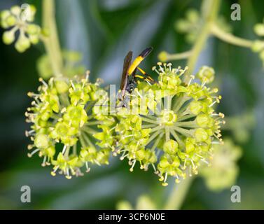 Guêpe ichneumon Dusona falcator se nourrissant de fleurs d'hélice Ivy Hedera Banque D'Images