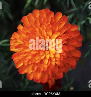 Gros plan sur une fleur de calendula orange luxuriante Banque D'Images