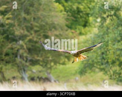 Cerf-volant rouge, Milvus milvus, qui jaillit au-dessus de la prairie d'alimentation à Gigrin Farm Red Kite Centre, Rhyader Banque D'Images