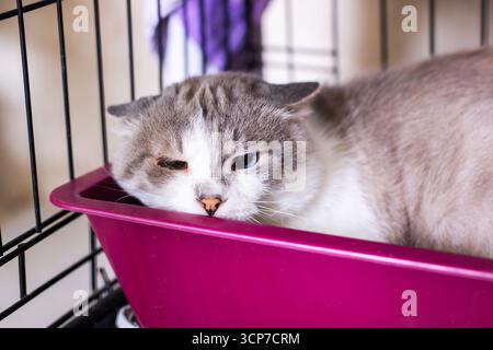 Il y a un chat confortablement allongé dans une litière rose qui est située à l'intérieur d'une cage, créant un environnement confortable pour elle Banque D'Images