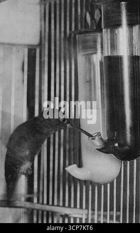 Le plus petit oiseau du monde en action - une photo d'action d'un oiseau de Lasson Humming, le plus petit au monde, sirotant du miel. Il reste immobile tandis que ses ailes se battent à 60 volets par seconde. Il appartient à Mr. Cecil Bernstein et vaut £100. Il a remporté le premier prix. Le Crystal Palace cage Birds Show annuel a été ouvert aujourd'hui au Dorland Hall, Londres. Il y a 4 500 oiseaux exposés. 21 janvier 1937. Banque D'Images