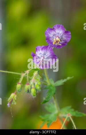 Close up de grues sombre loi (geranium phaeum) fleurs en fleurs Banque D'Images