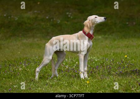 Chien Sighthound posant pour le portrait dans un camp de nature Banque D'Images