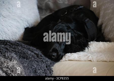 Noir anglais Cocker Spaniel posant à l'intérieur, présentant un pelage élégant, des yeux expressifs et le tempérament amical du chien de race pure. Banque D'Images