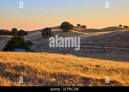 Golden California Hills avec des chênes et du bétail au paysage rural Sunset Banque D'Images