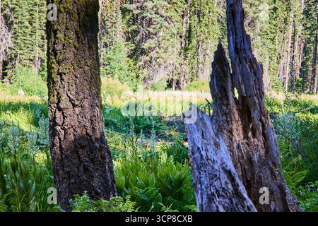 Moussuy Tree Trunk Weathered Stump et Green Meadow plants dans un cadre forestier Banque D'Images