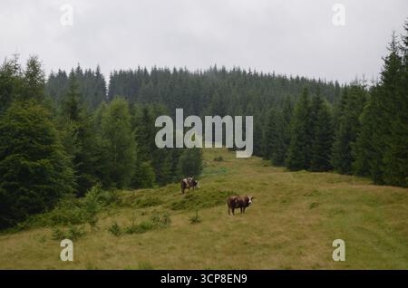 Sur une colline pittoresque, les vaches paissent paisiblement près d'une forêt dense sous un ciel nuageux, formant un paysage serein et pittoresque qui capture le Banque D'Images