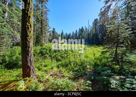 Prairie forestière ensoleillée avec de grands arbres Evergreen et une végétation luxuriante Banque D'Images