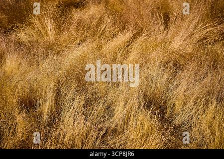 Golden Dry Grass texture nature gros plan sur le champ ensoleillé Banque D'Images