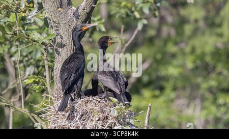 Un cormoran mâle et femelle à double crête perché sur un nid avec des bébés oiseaux dans le parc d'État de Silver Springs Banque D'Images