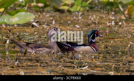 Canard de bois mâle et femelle nageant parmi la végétation sur une rivière Banque D'Images
