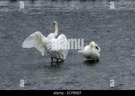 Deux cygnes debout dans les eaux peu profondes alors qu'il neige et un cygne a ses ailes déployées dans le parc national de Yellowstone Banque D'Images