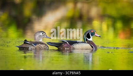 Une paire de canards de bois, mâle et femelle, nageant sur la rivière Silver Banque D'Images