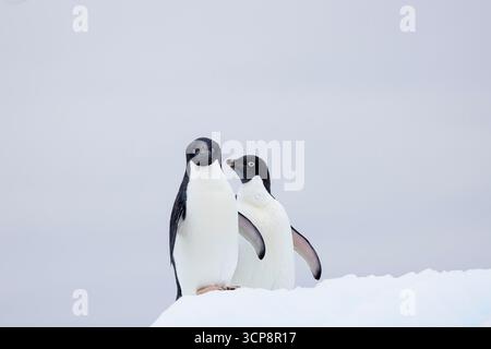 Deux pingouins Adelie sur une banquise Banque D'Images