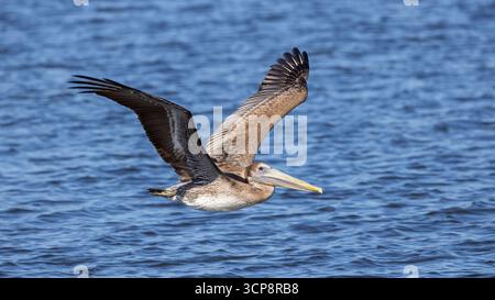 Un pélican brun volant plus bas au-dessus de la voie navigable intracoastale en Floride Banque D'Images