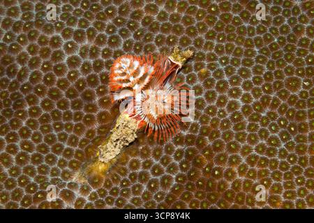 Plume Worms sur les récifs coralliens de Veracruz, Mexique Banque D'Images