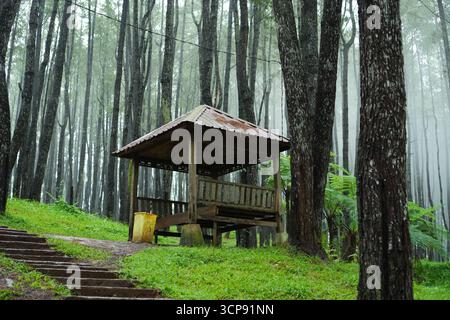 Structure en bois dans un bois de Foggy Banque D'Images