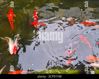 Poissons colorés nageant gracieusement dans un étang tranquille entouré de verdure luxuriante Banque D'Images