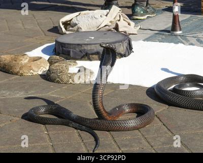 Un Cobra venimeux sur la place du marché Jemaa el-Fna à Marrakech, Maroc Banque D'Images
