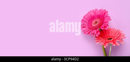 Belles gerberas sur fond lilas avec espace pour le texte Banque D'Images