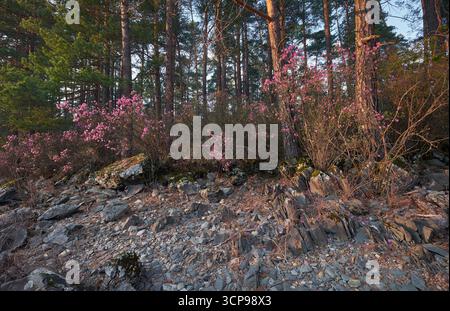 Rhododendron dauricum buissons avec des fleurs (noms populaires bagulnik, maralnik) dans la forêt de pins de l'altaï. Banque D'Images