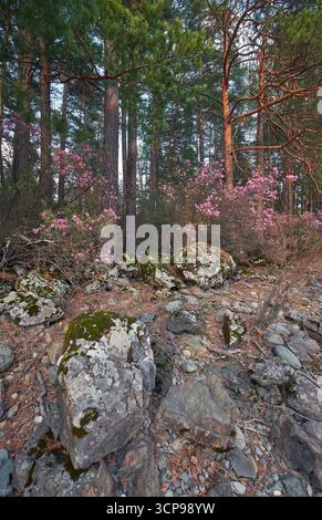 Rhododendron dauricum buissons avec des fleurs (noms populaires bagulnik, maralnik) dans la forêt de pins de l'altaï. Banque D'Images