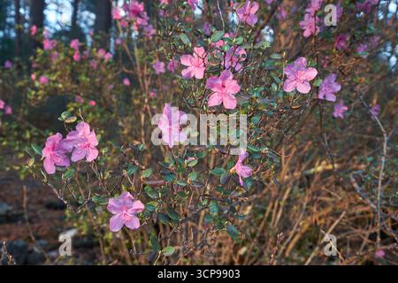 Rhododendron dauricum buissons avec des fleurs (noms populaires bagulnik ; maralnik) dans la forêt de printemps de l'Altaï. Banque D'Images