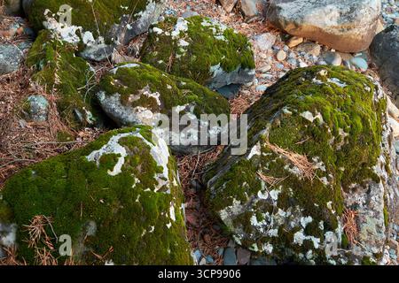 Rochers couverts de mousse et de lichens. Fond de pierre naturelle. Banque D'Images