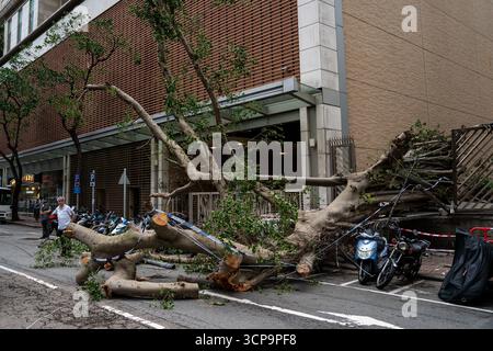 Hong Kong, Hong Kong. 25 septembre 2025. Un arbre tombé sur la route le 24 septembre 2025 à Hong Kong. (Crédit image : © Vernon Yuen/Nexpher images via ZUMA Press Wire) USAGE ÉDITORIAL SEULEMENT ! Non destiné à UN USAGE commercial ! Banque D'Images