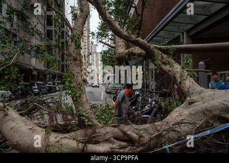 Hong Kong, Hong Kong. 25 septembre 2025. Un arbre tombé sur la route le 24 septembre 2025 à Hong Kong. (Crédit image : © Vernon Yuen/Nexpher images via ZUMA Press Wire) USAGE ÉDITORIAL SEULEMENT ! Non destiné à UN USAGE commercial ! Banque D'Images