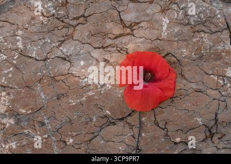 Coquelicot rouge sur fond de pierre brune. Jour du souvenir. Espace de copie. Banque D'Images