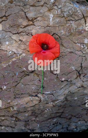 Coquelicot rouge sur fond de pierre brune. Jour du souvenir. Espace de copie. Banque D'Images