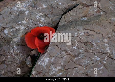 Coquelicot rouge sur fond de pierre brune. Jour du souvenir. Espace de copie. Banque D'Images