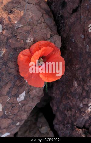 Coquelicot rouge sur fond de pierre brune. Jour du souvenir. Espace de copie. Banque D'Images