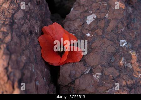 Coquelicot rouge sur fond de pierre brune. Jour du souvenir. Espace de copie. Banque D'Images