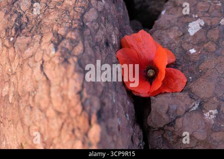 Coquelicot rouge sur fond de pierre brune. Jour du souvenir. Espace de copie. Banque D'Images