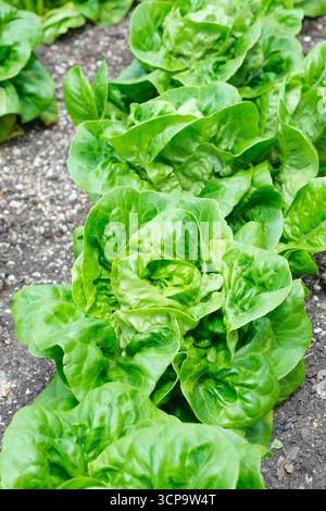 Rangée de Lactuca sativa Little Gem, nain cos laitue Little Gem poussant dans un lit préparé Banque D'Images