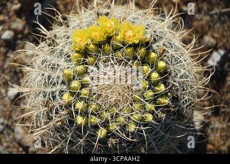Cactus de fût de Californie en floraison Banque D'Images
