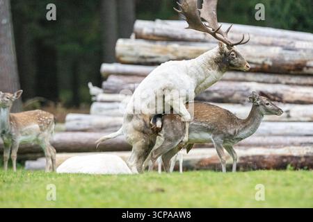 Damwild zum Brunfthöhepunkt Banque D'Images