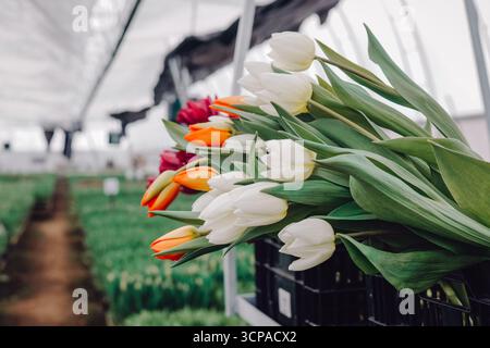 Bouquet coloré de tulipes avec des fleurs orange, rouges et blanches éclatantes disposées dans une serre, mettant en valeur une végétation luxuriante et une lumière naturelle Banque D'Images