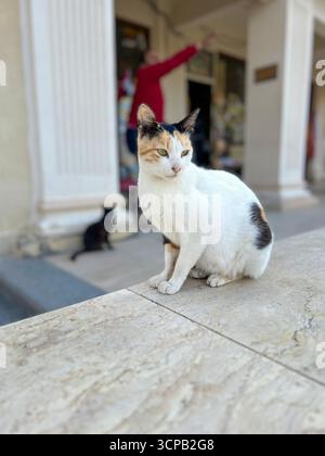 Alexandrie, Egypte - 13 février 2025 : chat calico errant assis sur un rebord de marbre avec un autre chat en arrière-plan près d'une entrée d'un bâtiment. Banque D'Images