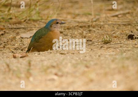 Soror pitta Hydrornis soror à grondement bleu. Parc national de Cat Tien. Vietnam. Banque D'Images