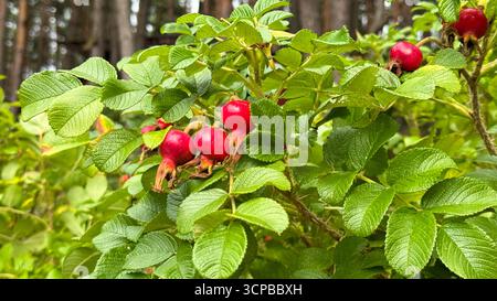 Les hanches rose rouge vif poussent sur un buisson vert dans un cadre forestier. Les feuilles sont luxuriantes et saines, créant une scène naturelle vibrante. Banque D'Images