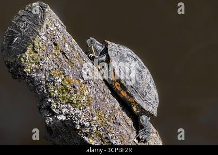 La tortue feuille d'Annam Banque D'Images